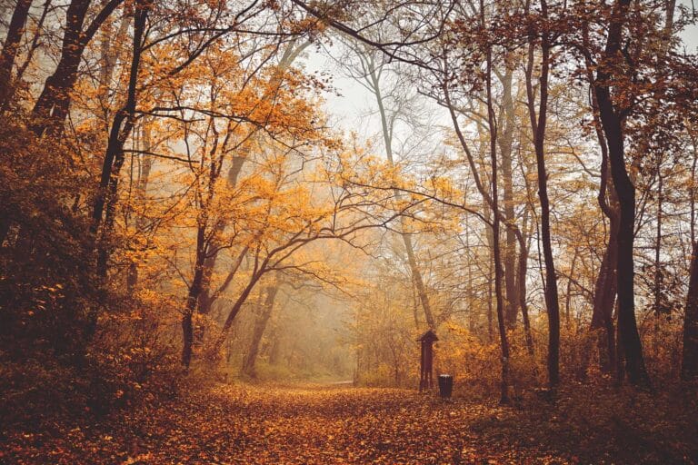 Herbstliche Reinigungstipps für Ihr Zuhause oder Ihr Unternehmen in München